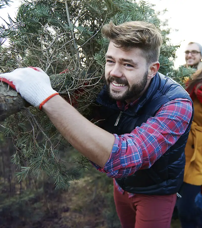 Holzfäller, der eine Weihnachts-Tanne fällt Holzfäller, der eine Weihnachts-Tanne fällt